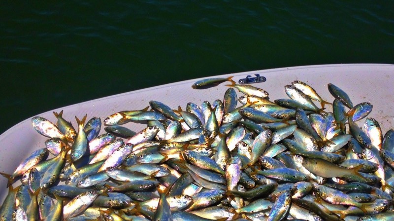 Bait fish on deck of charter boat