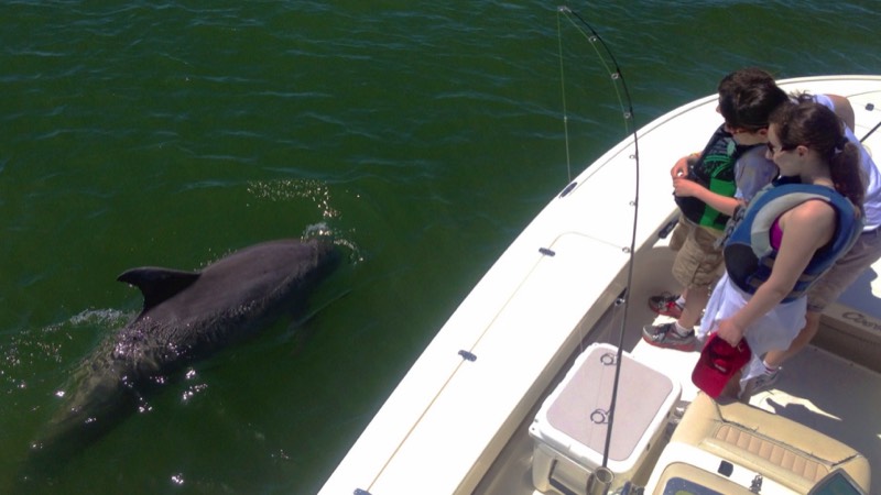 Dolphin visits kids on flats boat fishing charter in Hilton Head