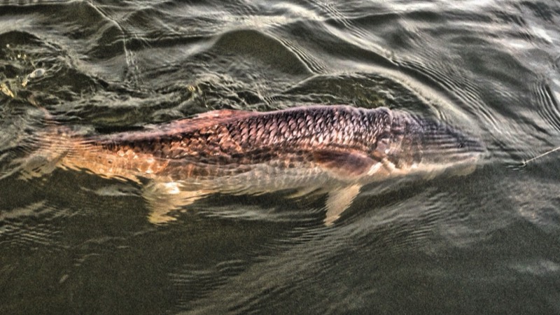 Hooked redfish swims at surface while sight fishing