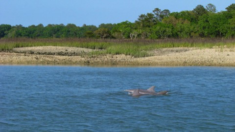 Three dolphin swimming in wildlife refuge in Hilton Head