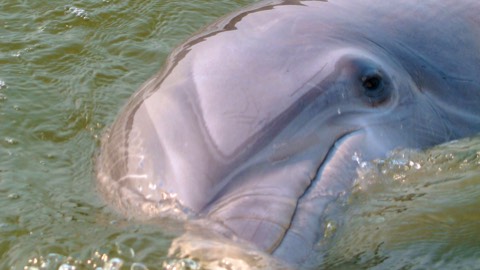 Dolphins face in Hilton Head Island