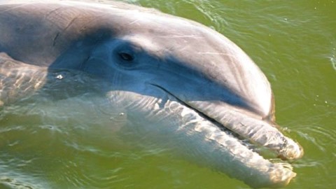Profile of a dolphin