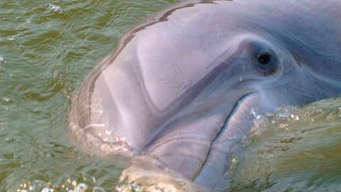 a hilton head dolphin smiles at boat watching