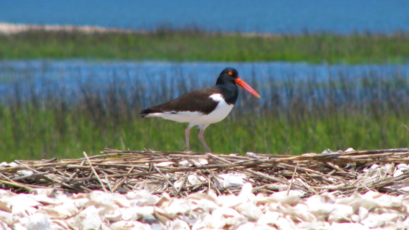 Oystercatcher bird on shell mound in Hilton Head