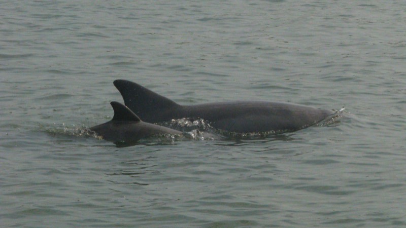 Private Dolphin Tour Charter in Hilton Head Island SC