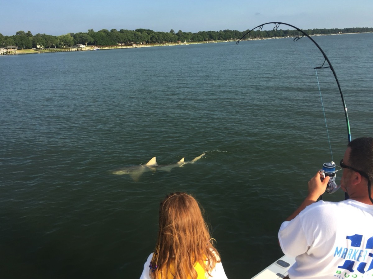 monster lemon shark caught fishing in Hilton Head