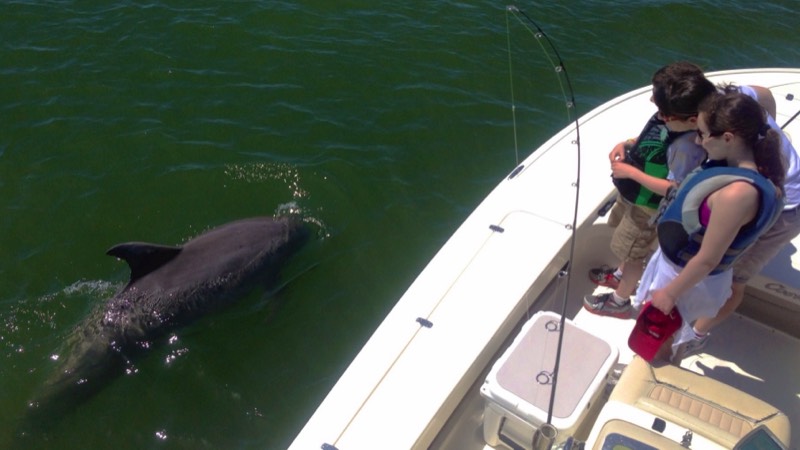 Dolphin visits kids on flats boat fishing charter in Hilton Head