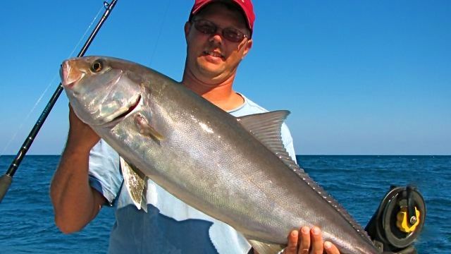 trolling-fishing-kingfish - Distraction Charters